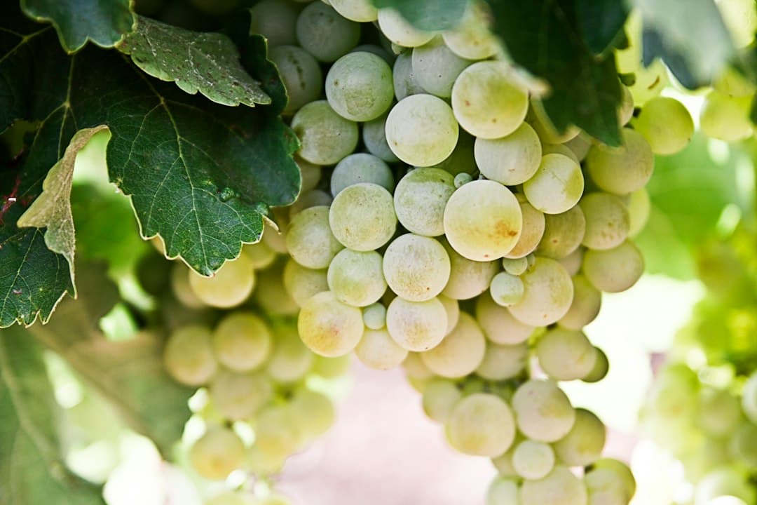Absorción foliar en vid ecológica: guía de nutrición foliar