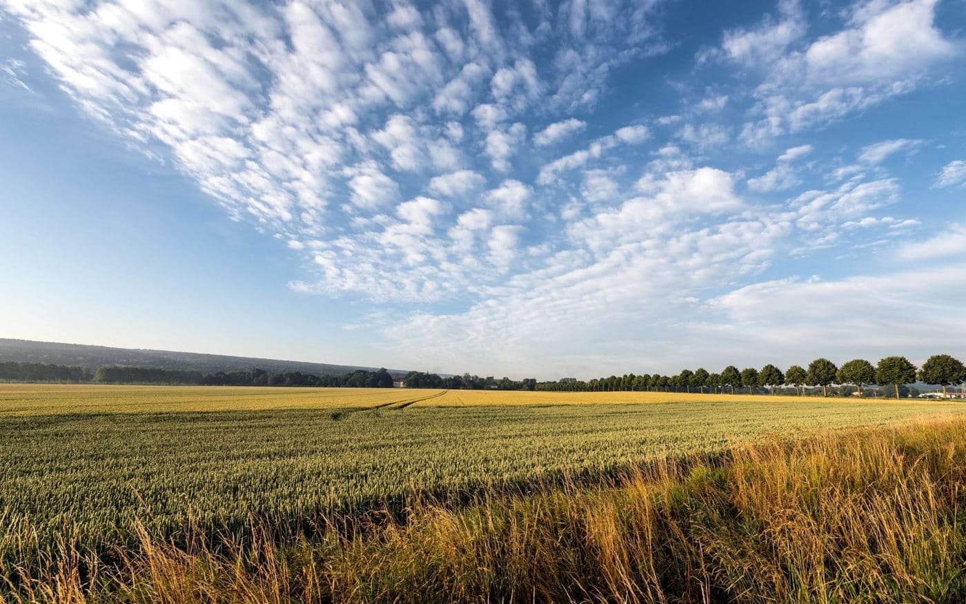 Bioestimulantes para Agricultura Sostenible
