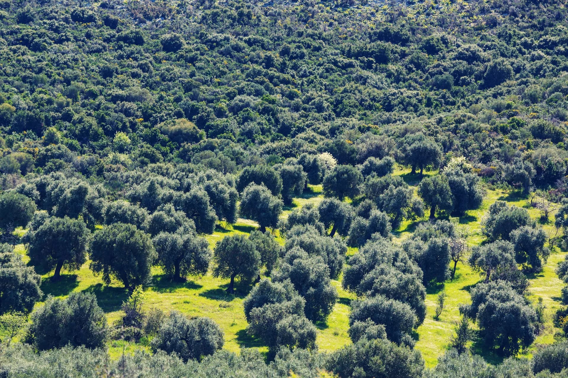 Bioestimulantes de algas en olivar NOP: guía técnica