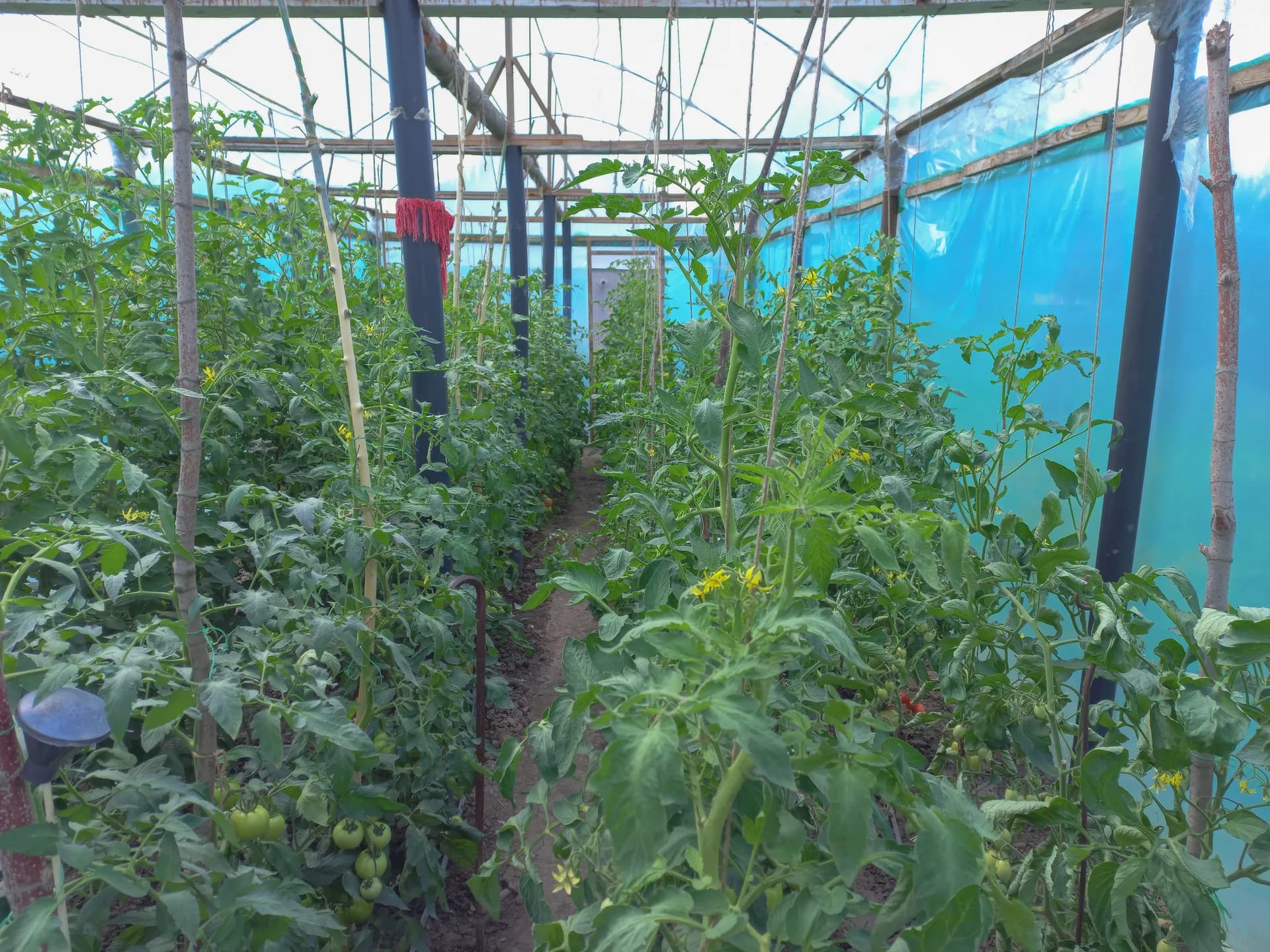 Cuajado del tomate con calor: guía de manejo y nutrición