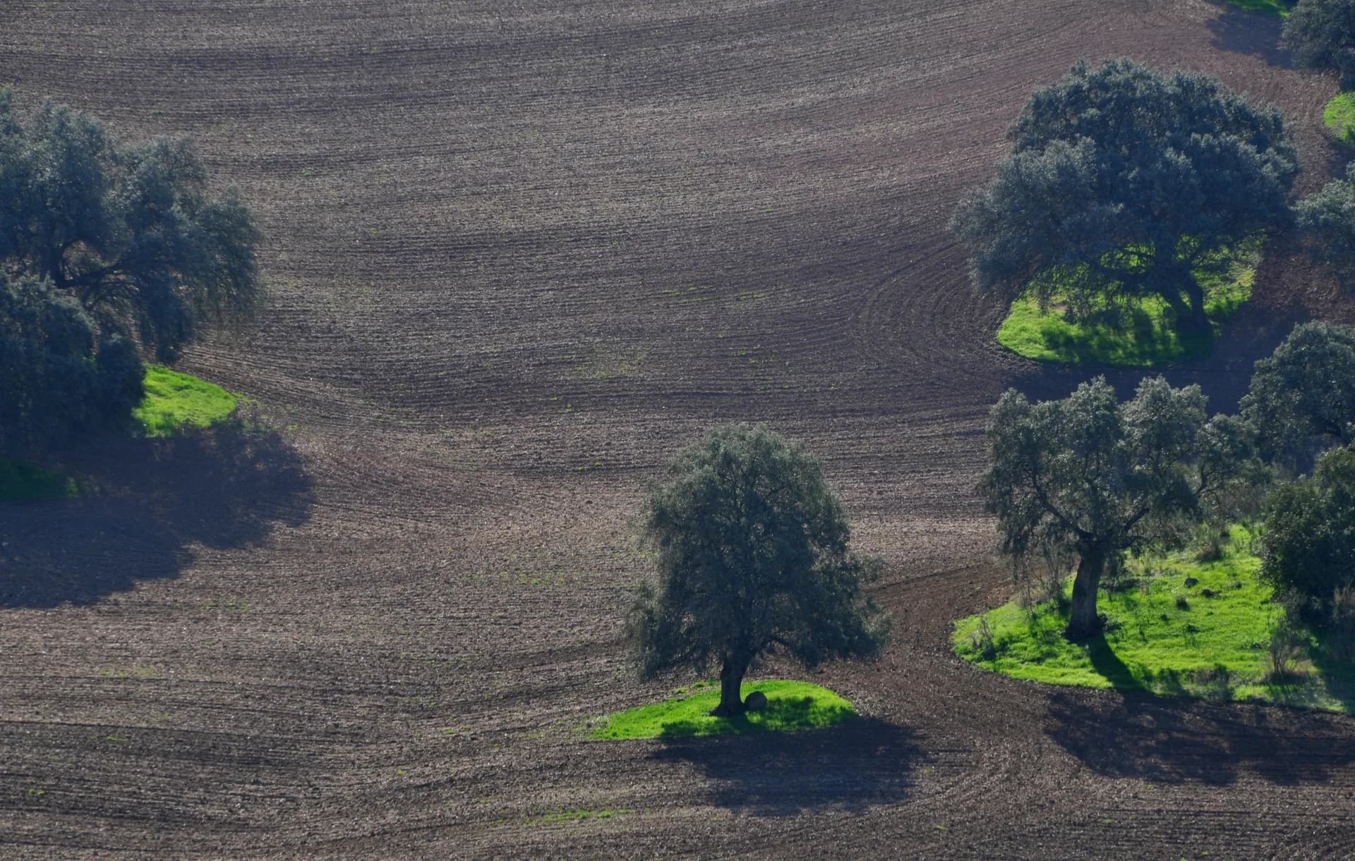 Defoliación temprana y calidad del aceite en olivar ecológico