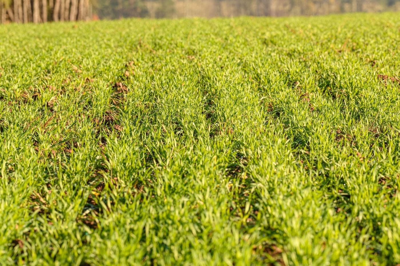ECOGANIC NANOTECHNOLOGY en arroz de Sevilla: +15% producción en el Guadalquivir