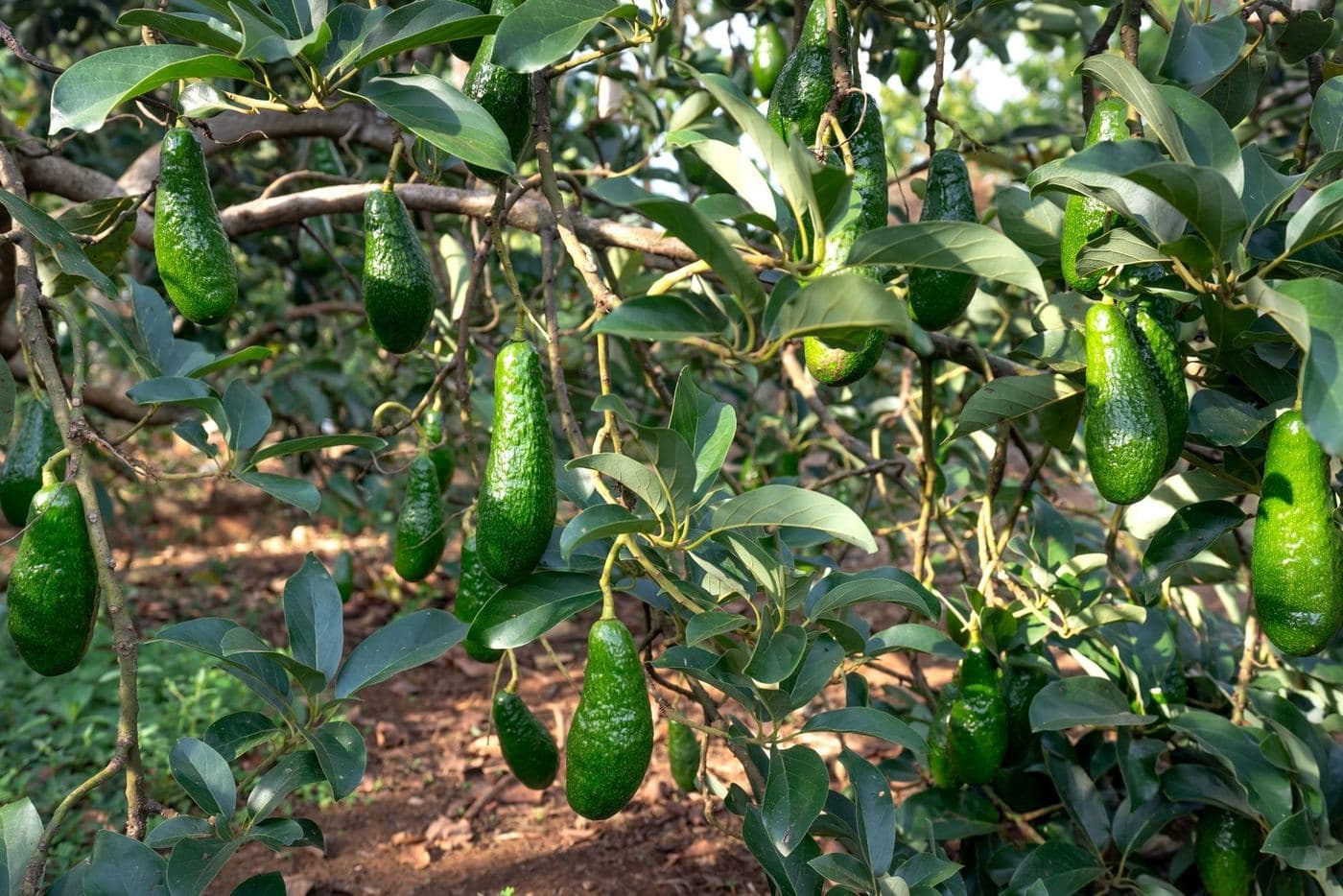 Fertilización Nitrogenada en Aguacate: Dosis y Momento Clave