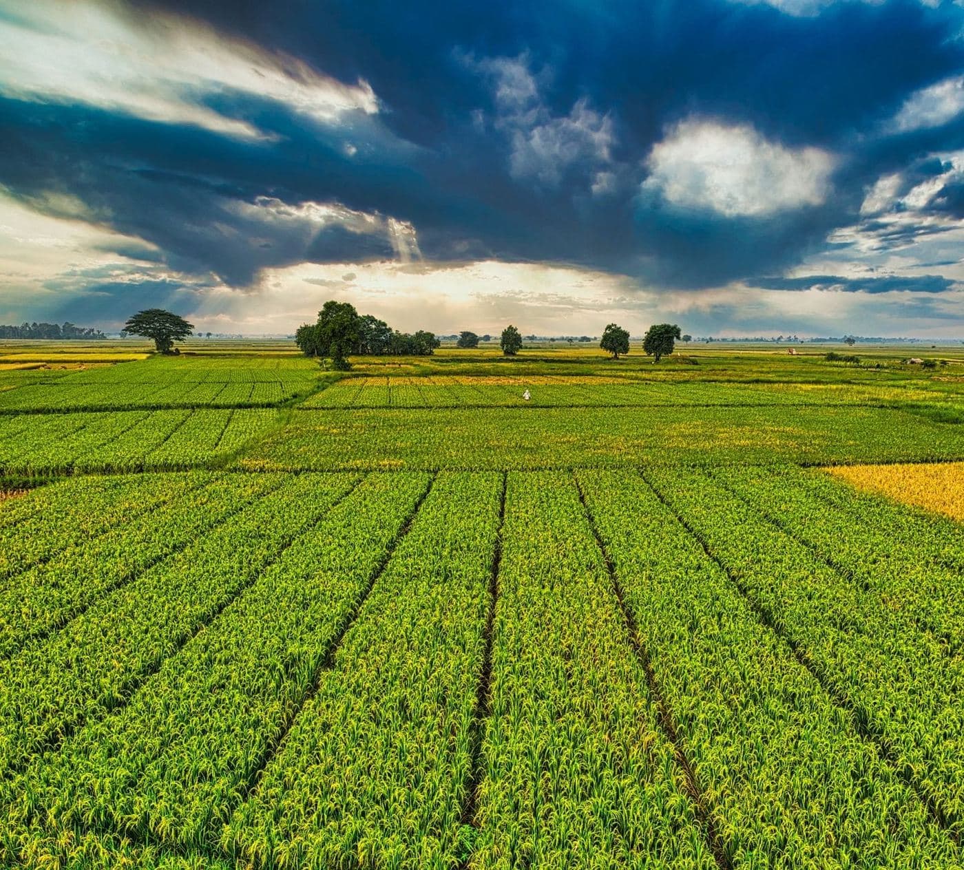 Fertilización Nitrogenada en Olivo: Dosis y Momento Clave