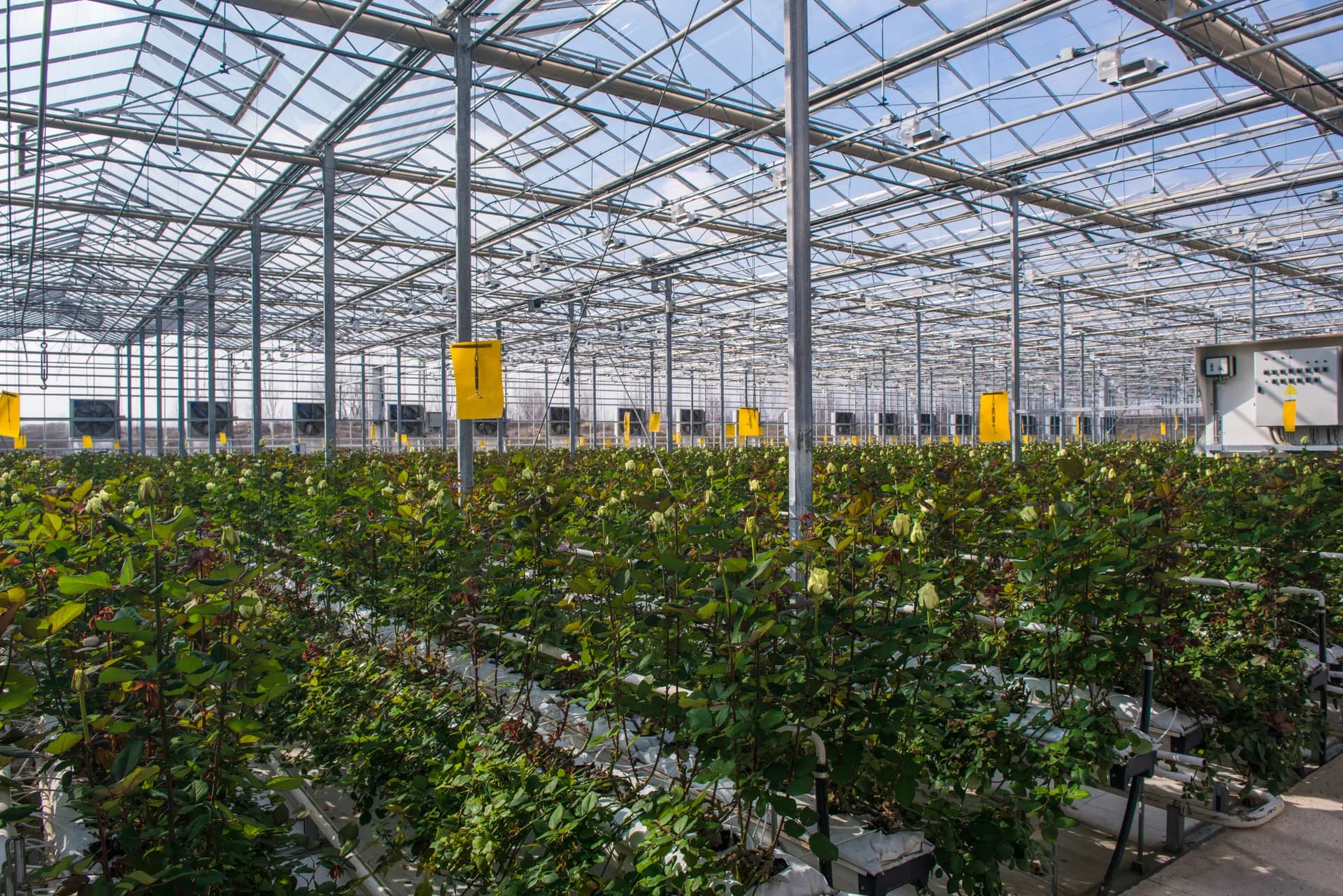 Fertilización para tomate ecológico en invernadero: guía general