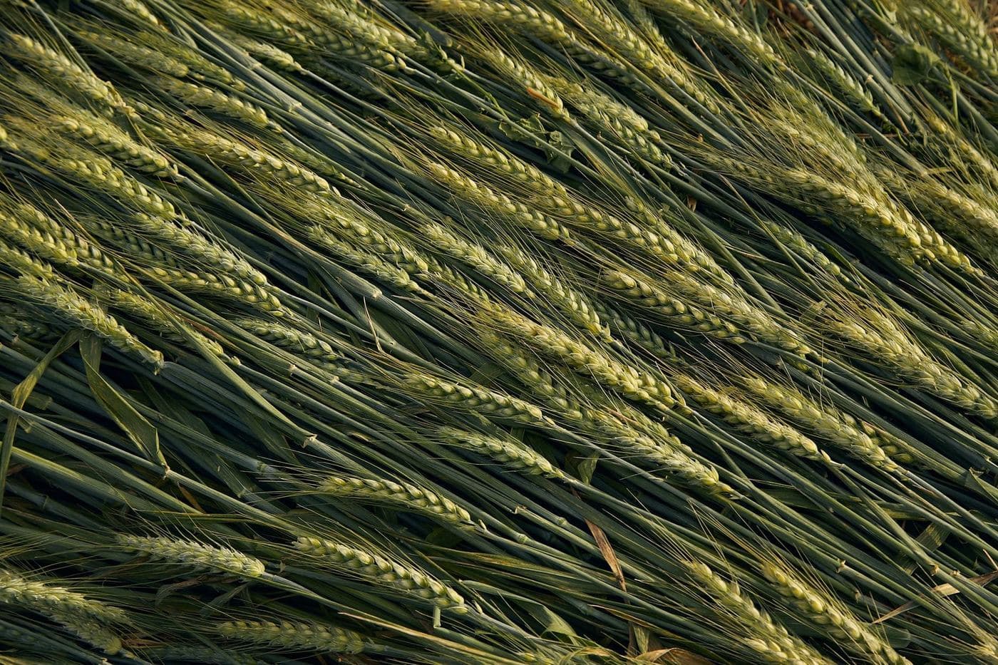 Fertilizantes orgánicos: mejora la salud del suelo