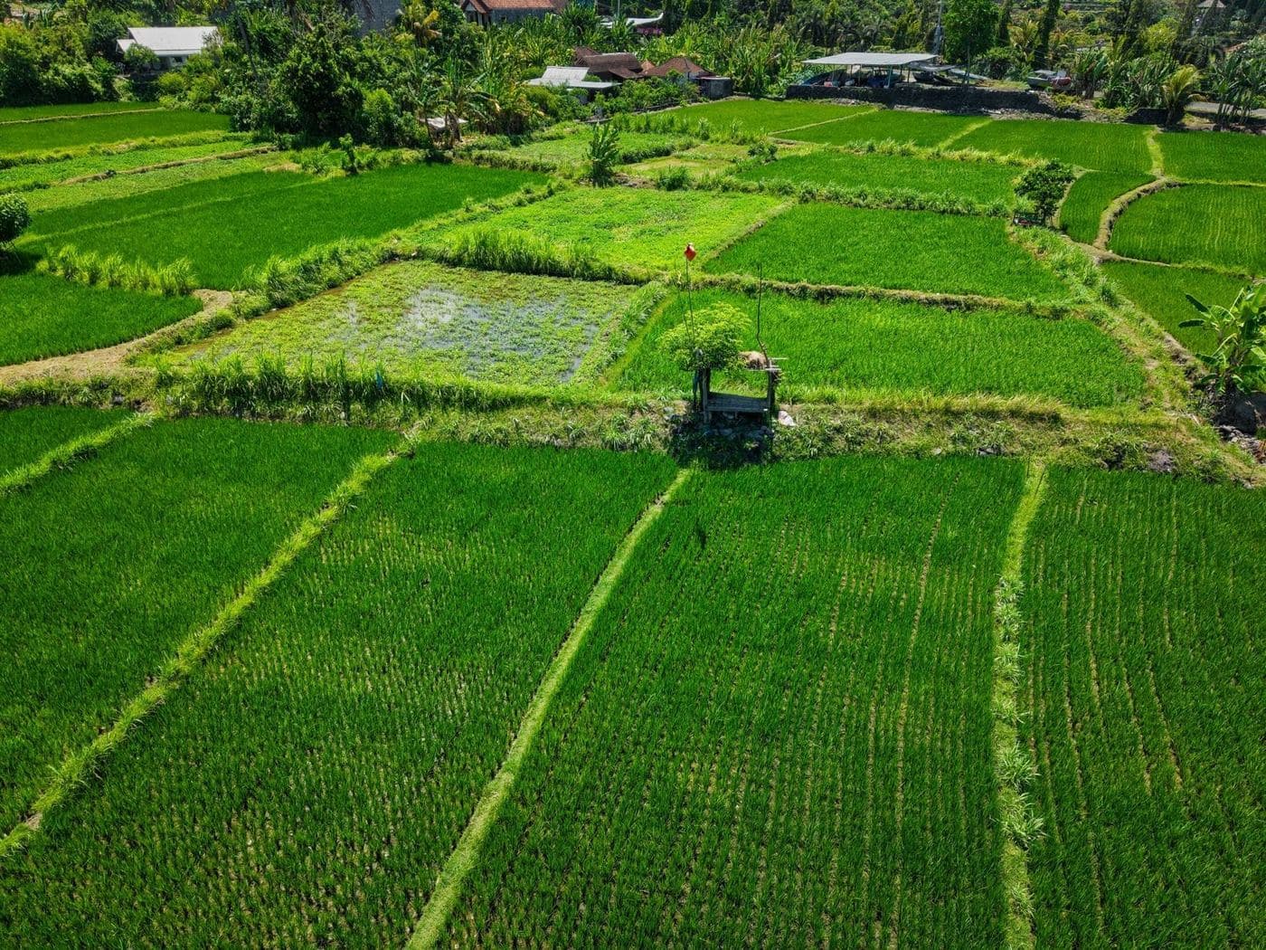 Mejor Momento para Aplicar Bioestimulantes en Cultivos Tropicales