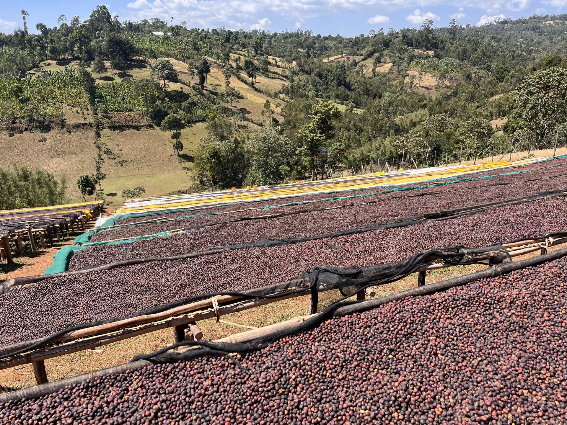 Micorrizas para Café Arábica en Suelos Degradados