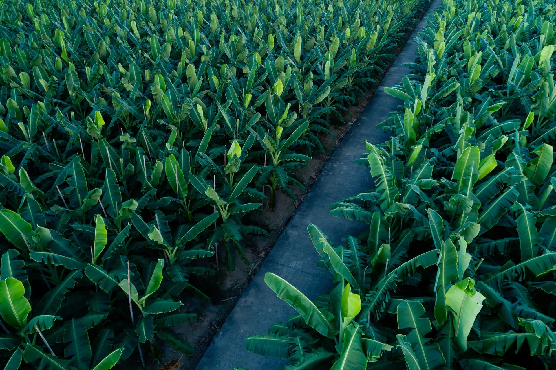 Microalgas para suelos agotados en plátano ecológico