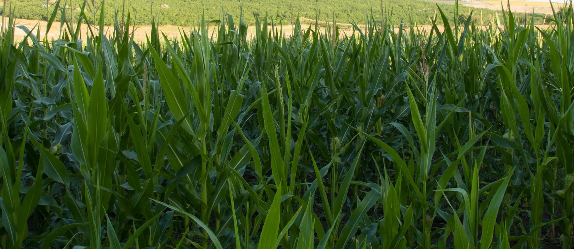 Nitrógeno amoniacal en ecológico: clave para rendimiento