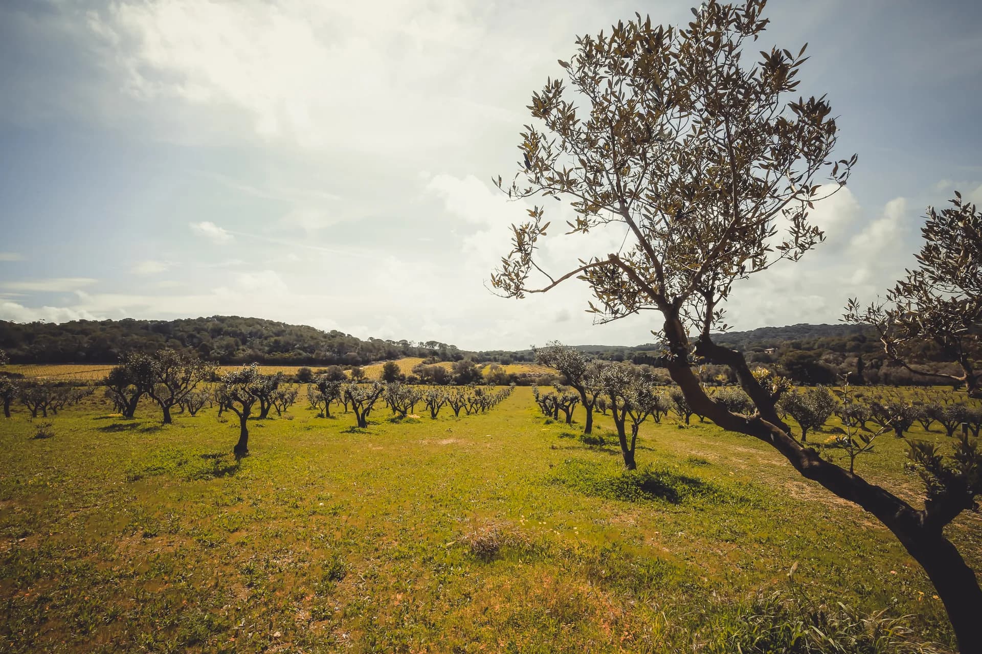 Olivar: 5 errores poscosecha que dañan la calidad