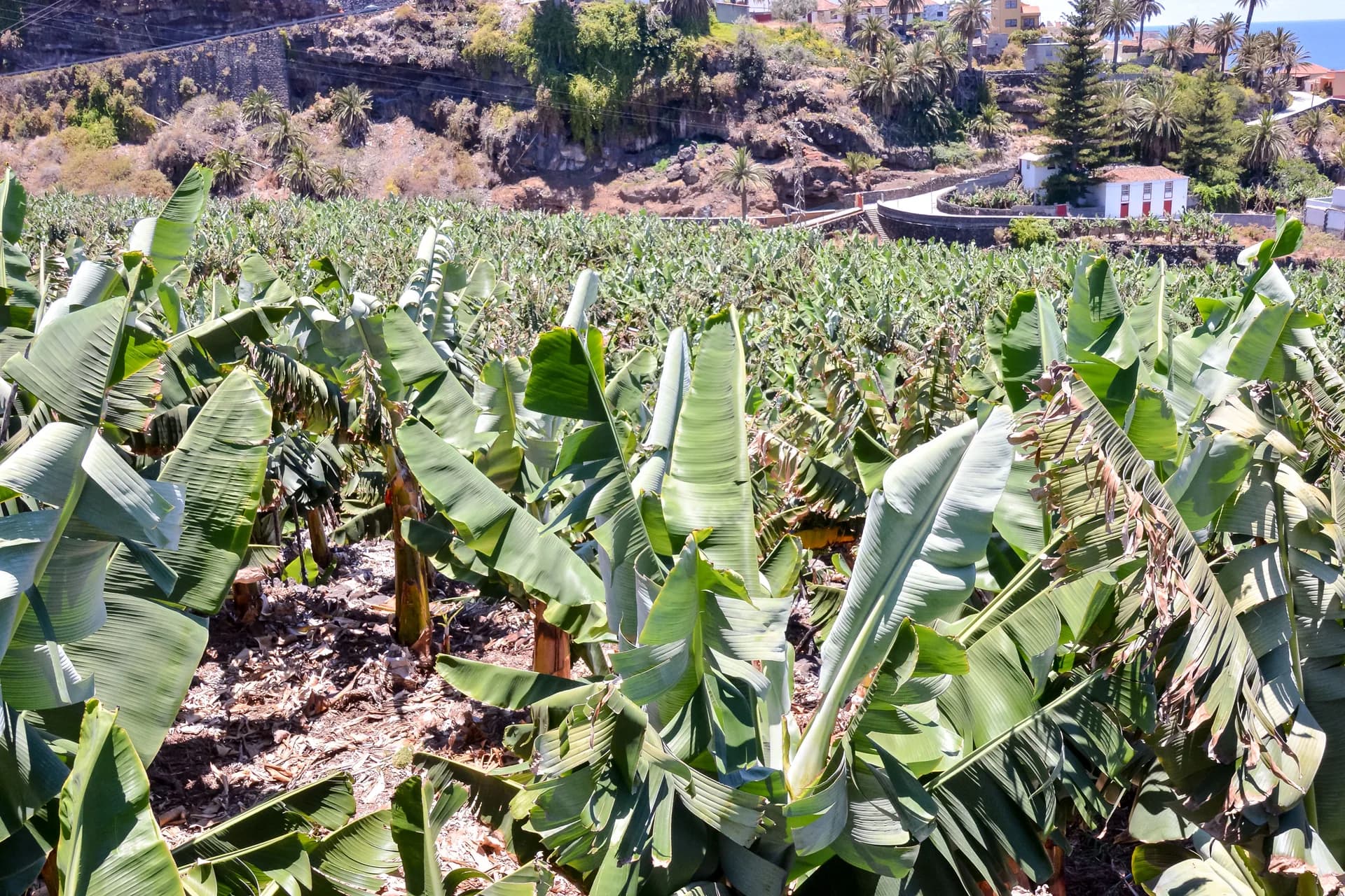 Plátano ecológico: cómo reducir el fertilizante sintético
