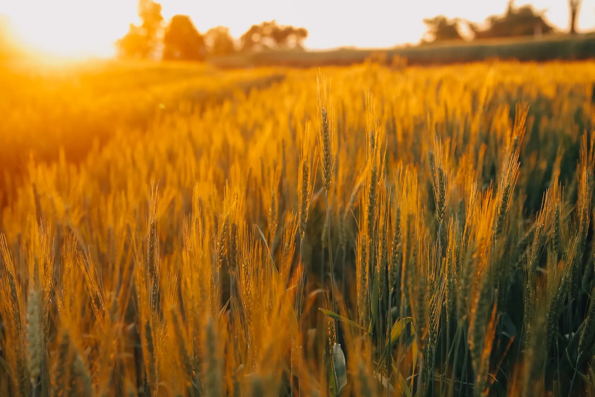 Proteína del grano en trigo blando ecológico