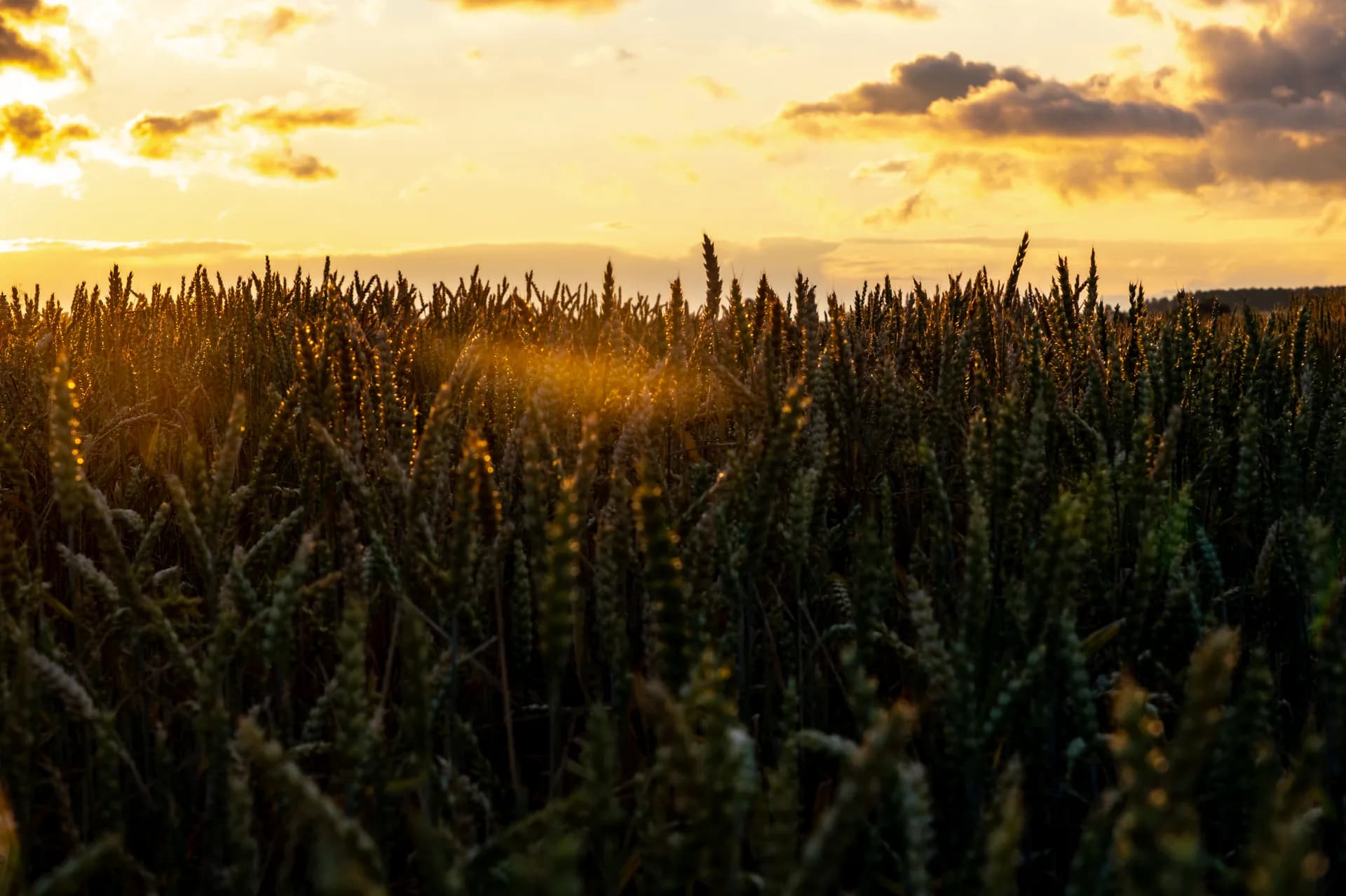 Sinergia amonio y microalgas en maíz ecológico