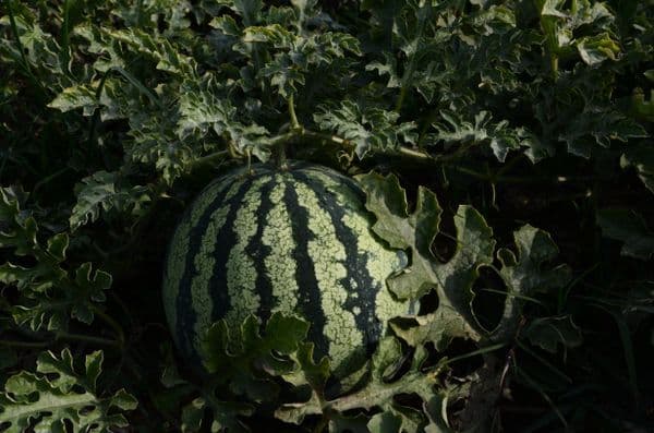Sandía / Melón