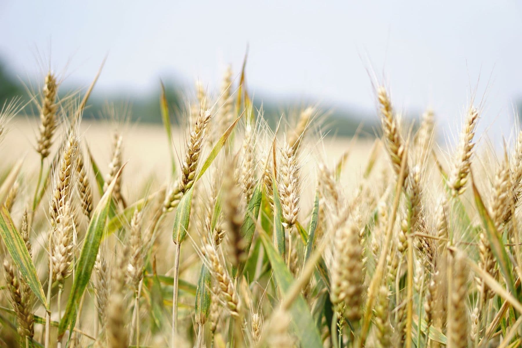 Bio-Düngung für Getreide