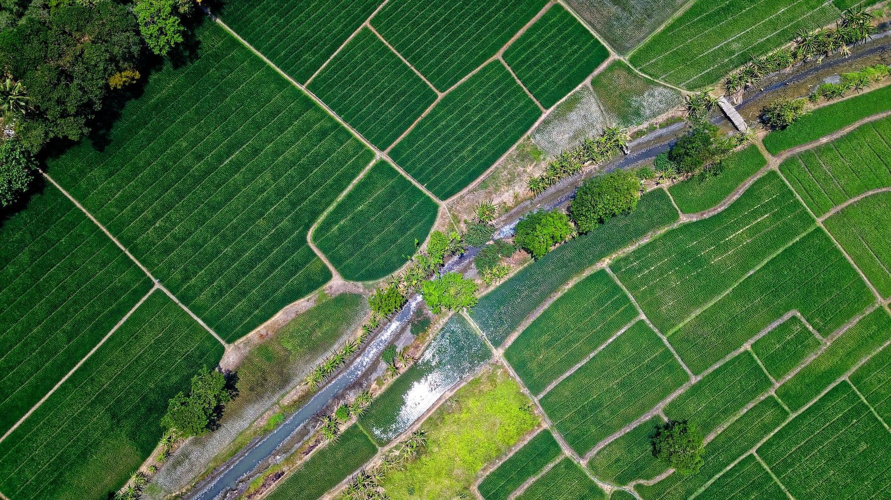 Campo de cultivo con fertilizantes Ecoganic