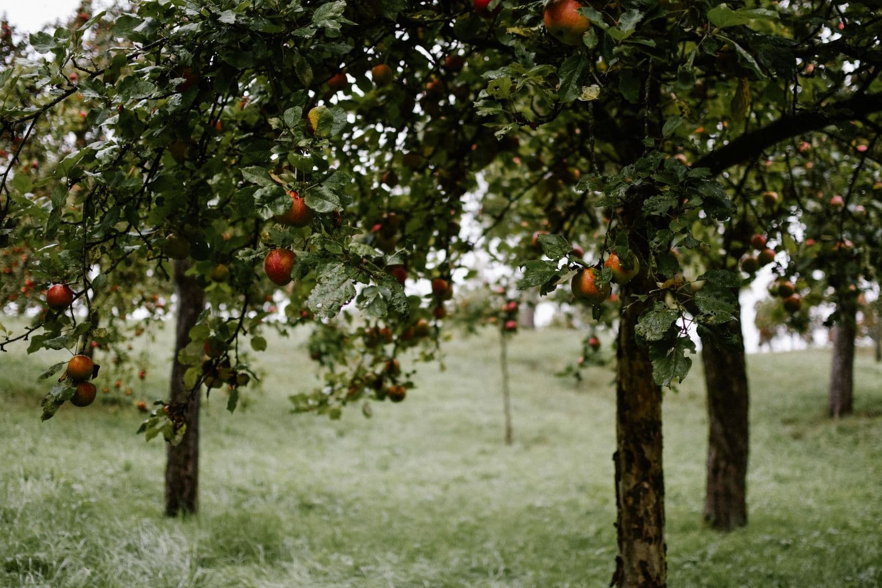 Almendro