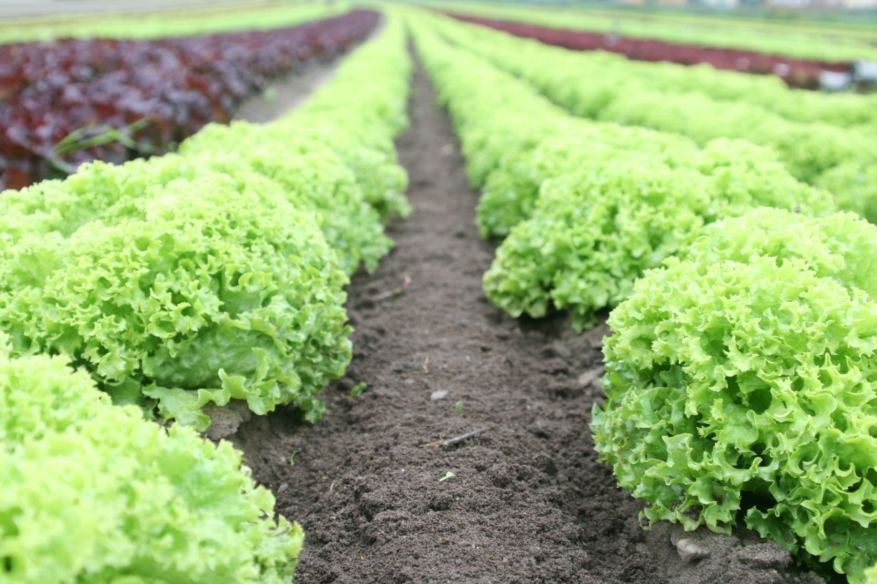 Hortalizas — fertilización ecológica Ecoganic