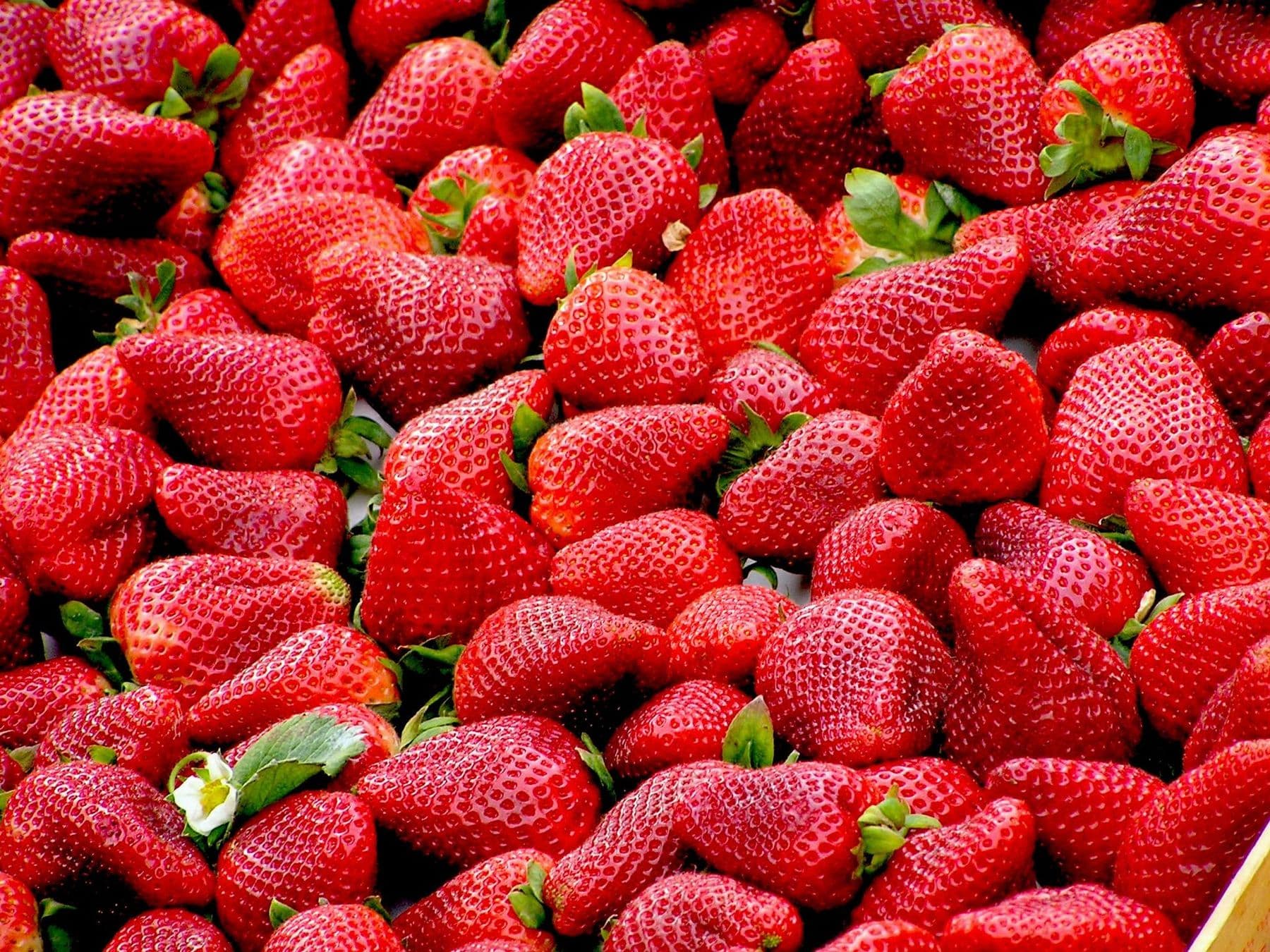 Fresa — fertilización ecológica Ecoganic