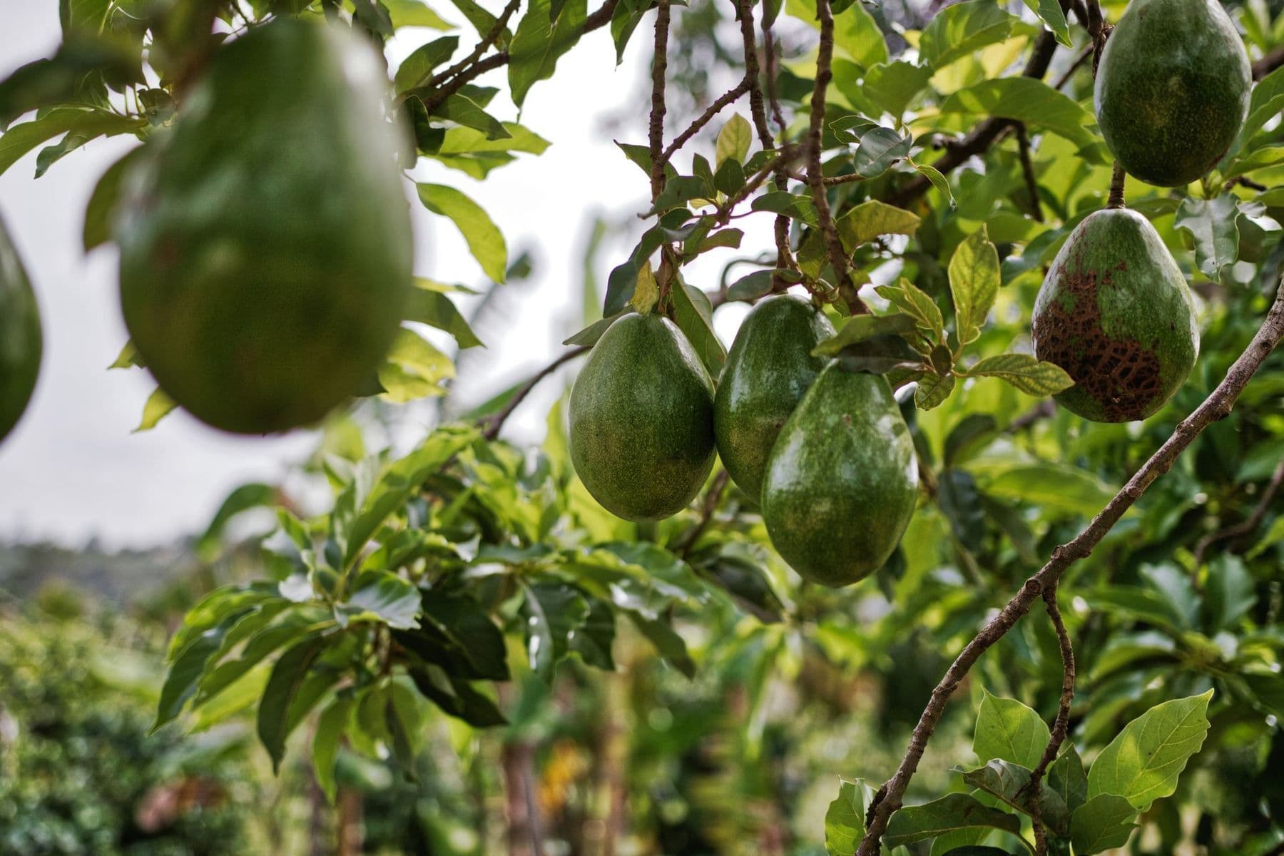 Aguacate