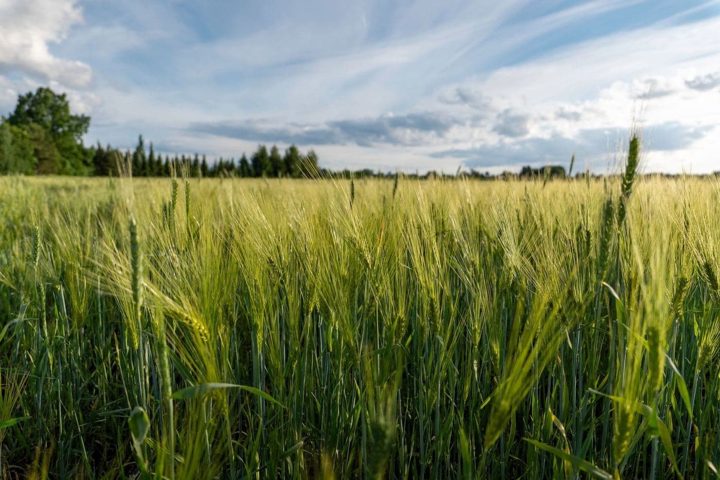 Bioestimulantes Agrícolas Qué Son y Cómo Funcionan