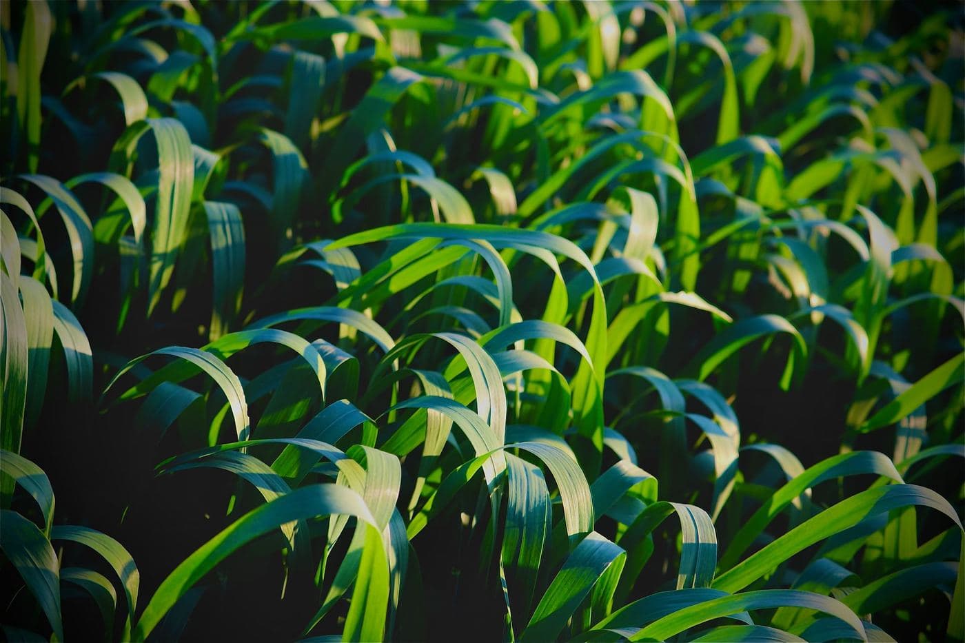 Bioestimulantes Agricultura Ecológica: Opciones y Beneficios