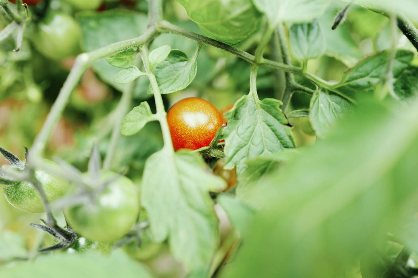 Bioestimulantes para Tomates en Colombia: Aumenta Producción