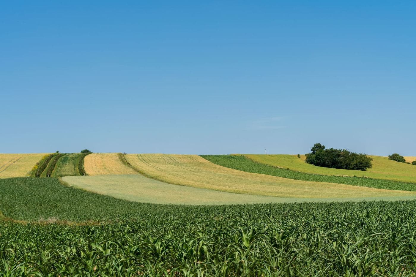 ECOGANIC NANOTECHNOLOGY en patata VITALIA: +38% a +55% producción — Ávila 2018