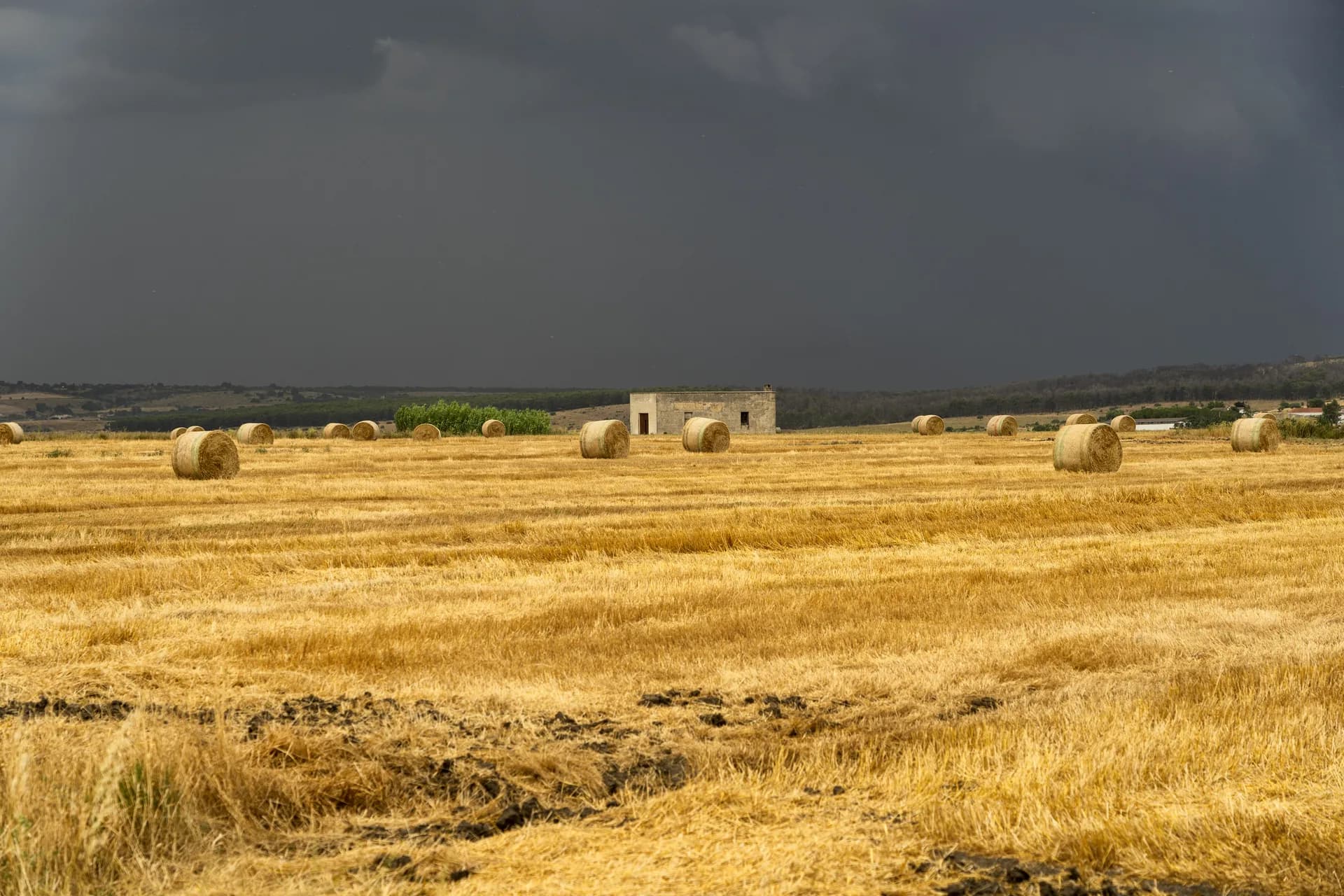 Encamado del trigo: control con fertilización ecológica