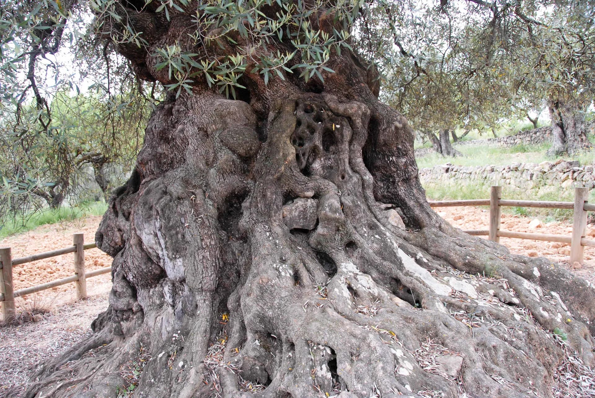 Hongos benéficos del suelo en olivar ecológico