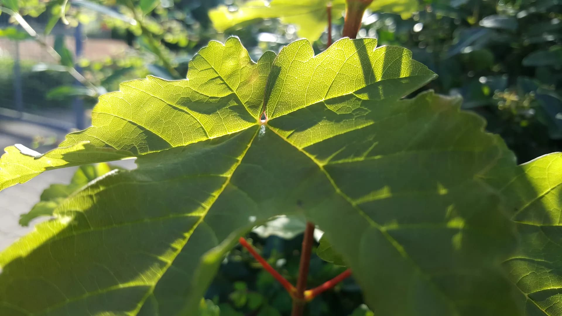 Mitigación de cloruros en viñedo ecológico