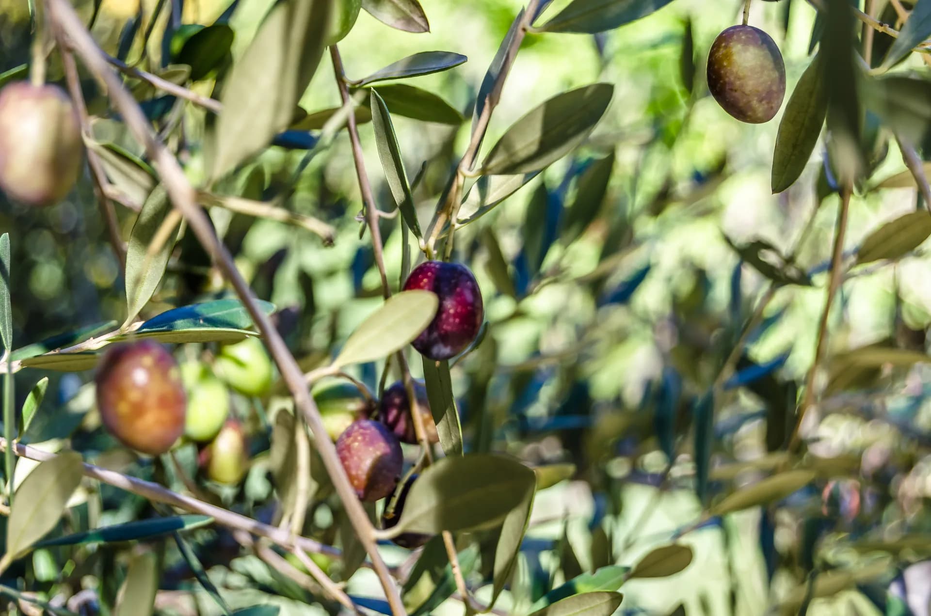 Olivar: errores al reducir fertilizantes