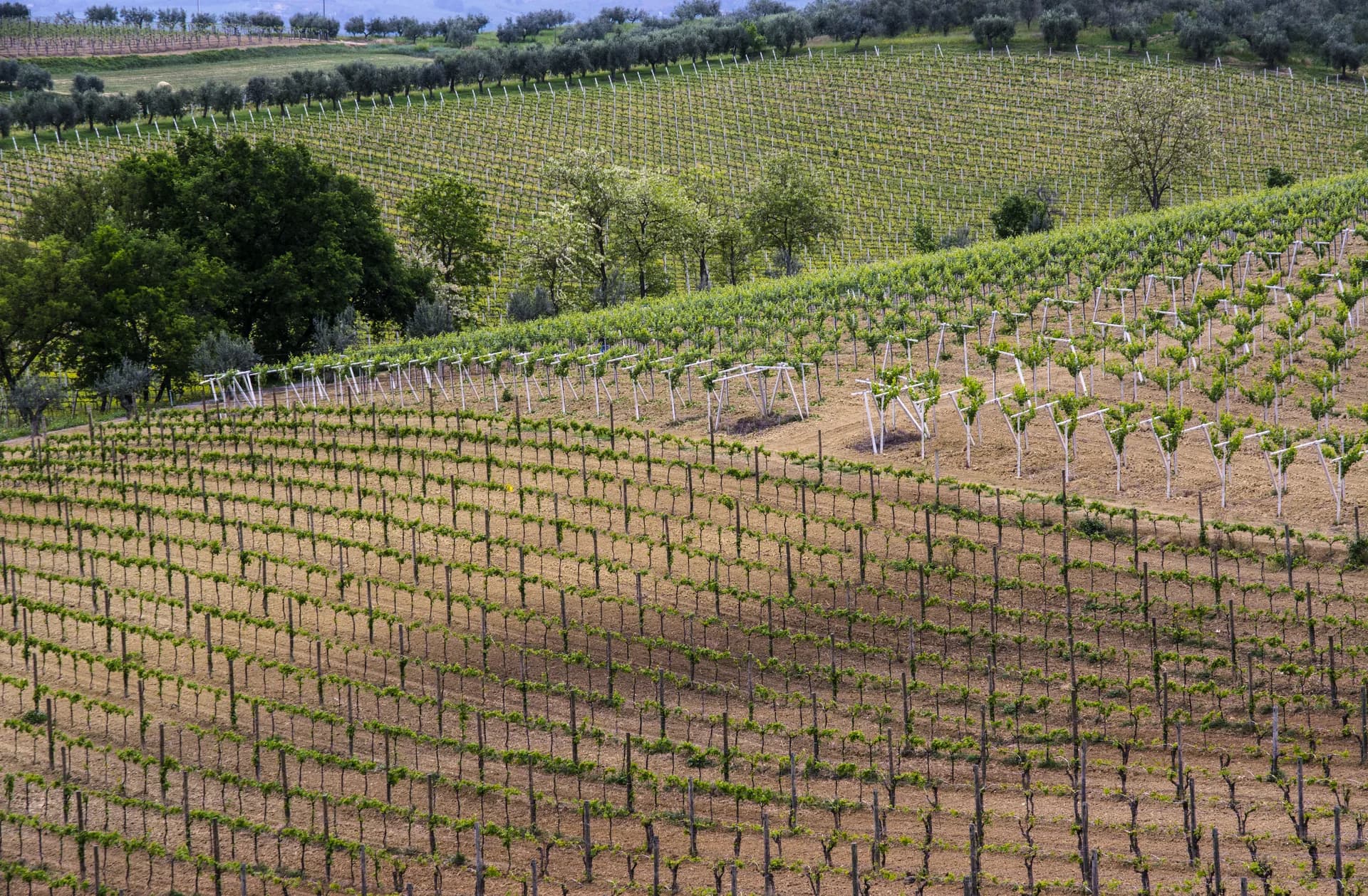 Potasio en Viñedo: Manejo de Sales y Absorción