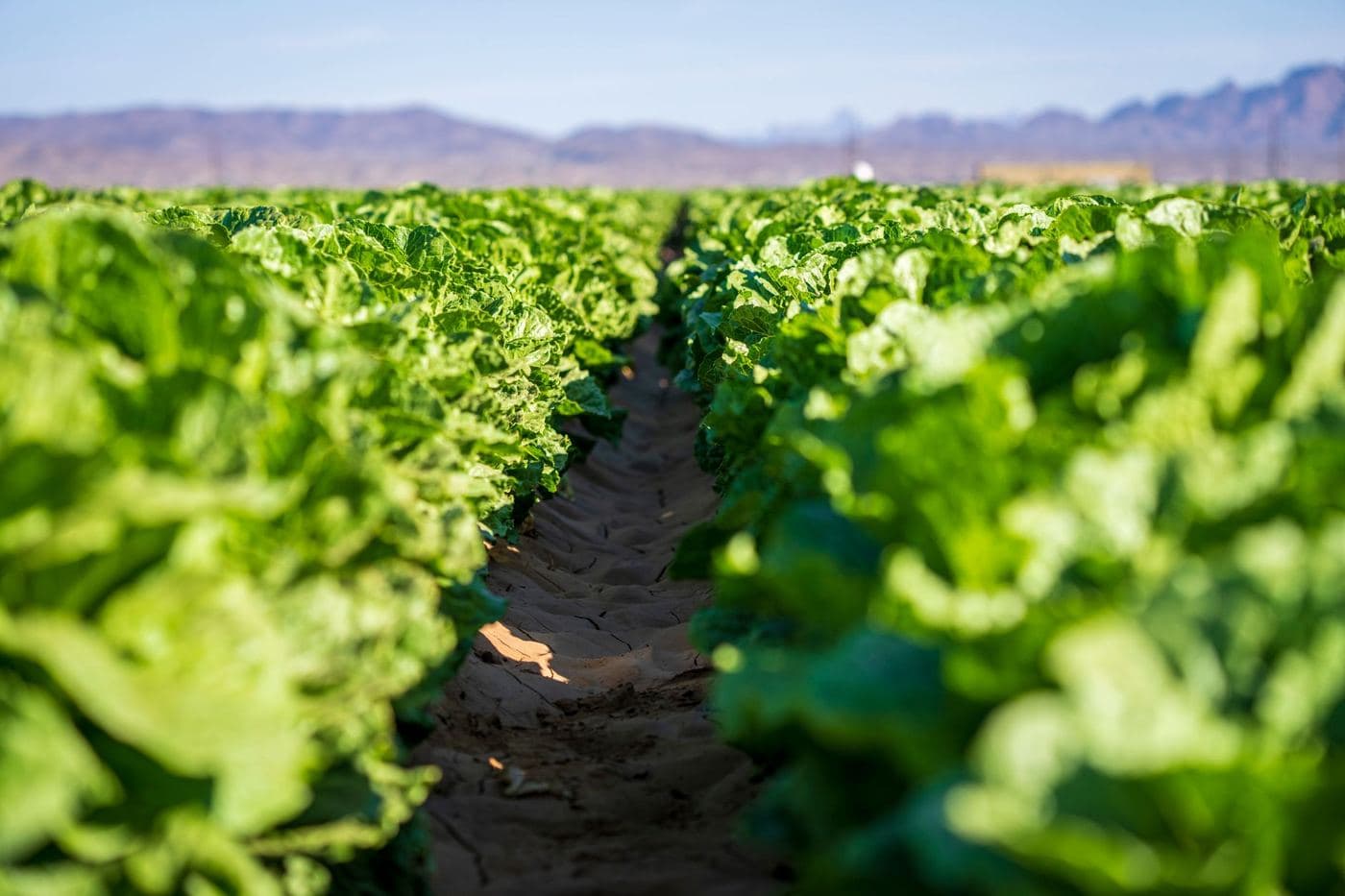Regulación Bioestimulantes Europa: Cambios para Agricultores