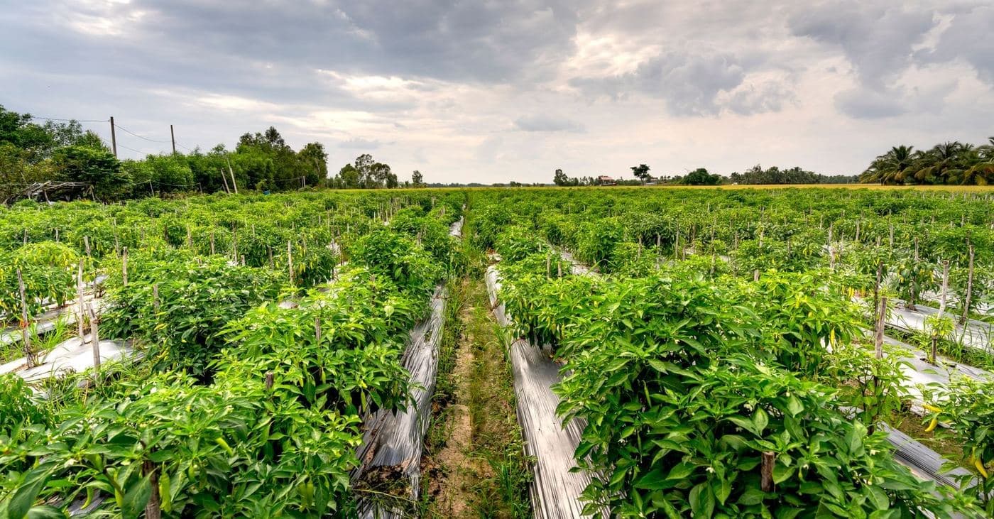 Regulación Bioestimulantes Europa: Cambios Clave para Agricultores