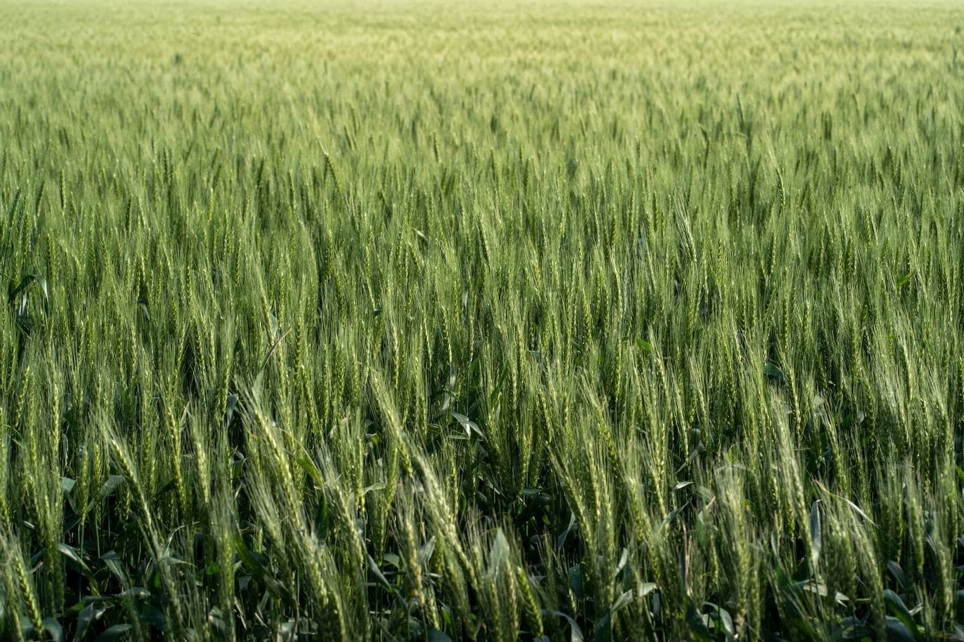 Regulación Bioestimulantes Europa: Cambios Clave 2023-2025