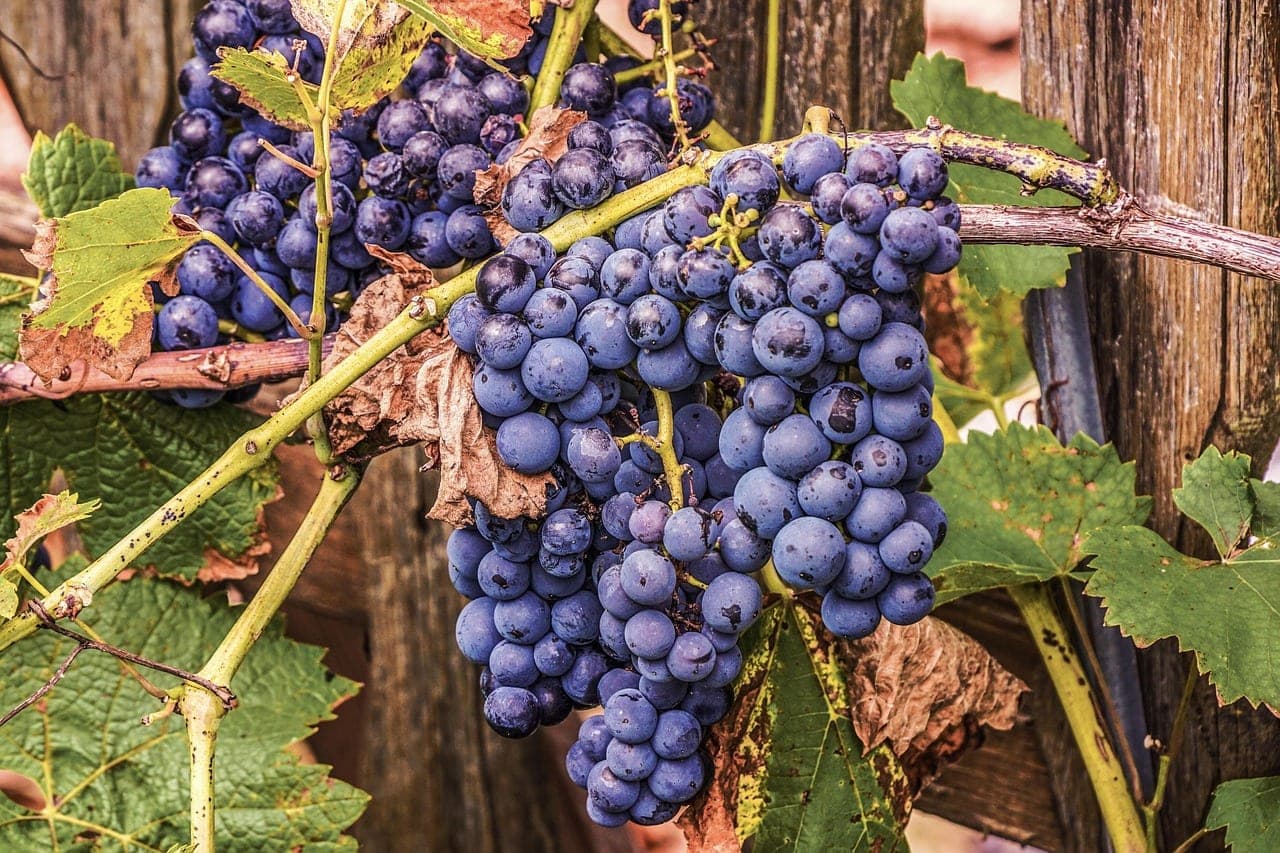 Retención de frutos en palto: microalgas y calor