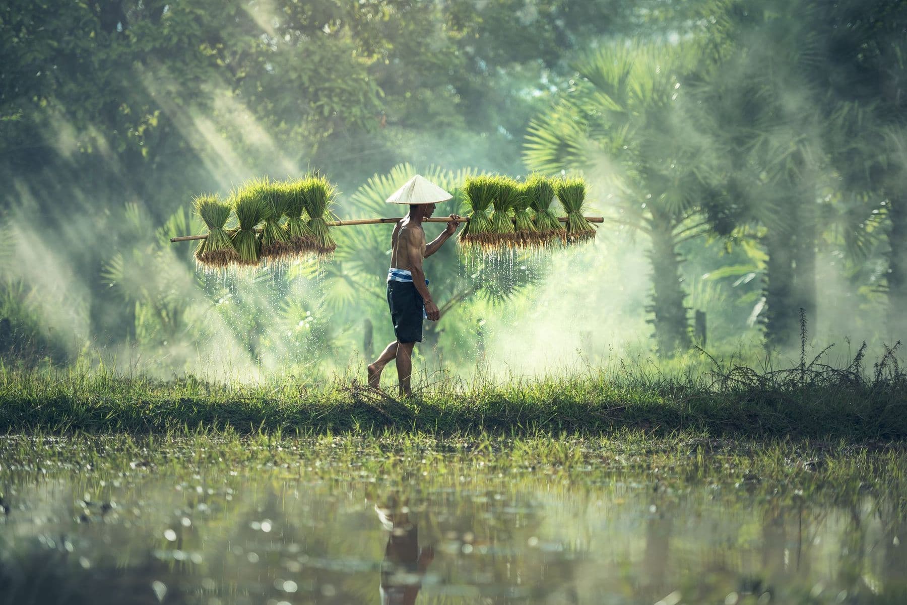 Bioestimulantes en arroz tropical: +17,9% producción y +15,3% granos llenos — Filipinas