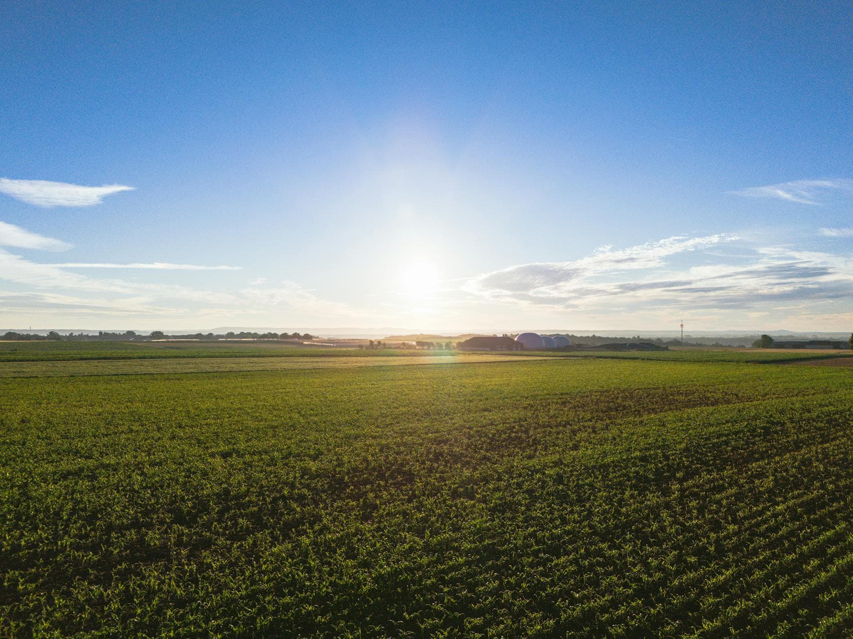 Bioestimulantes Agrícolas Qué Son y Cómo Funcionan
