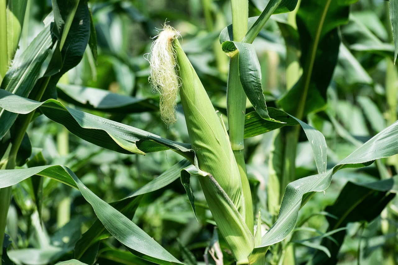 Bioestimulantes Agricultura Ecológica en Europa