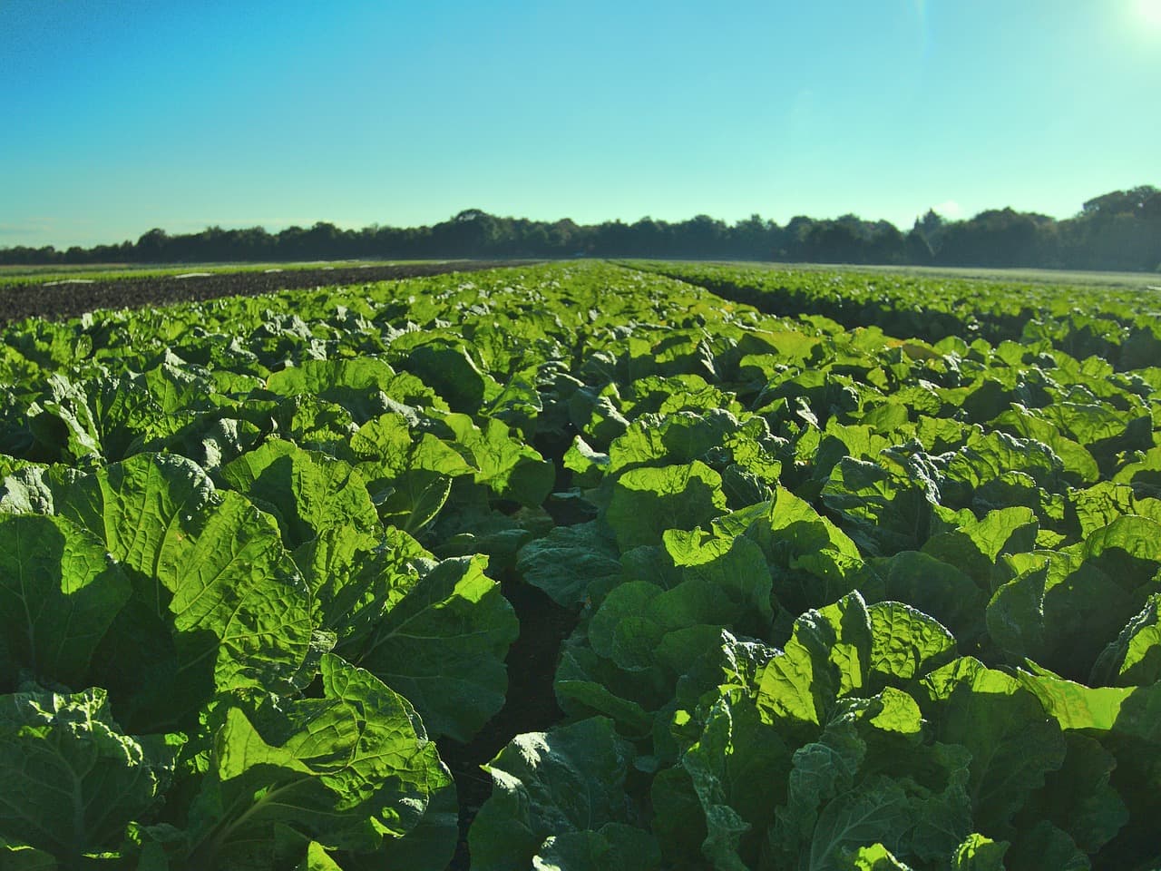 Bioestimulantes Agricultura Ecológica: Mejores Opciones 2026