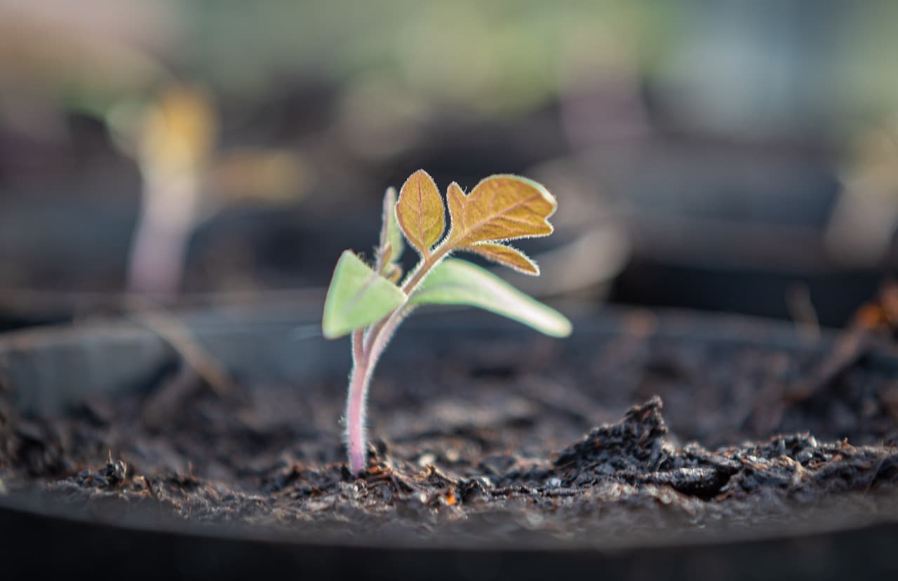Bioestimulantes para tomate: cuándo aplicar y dosis