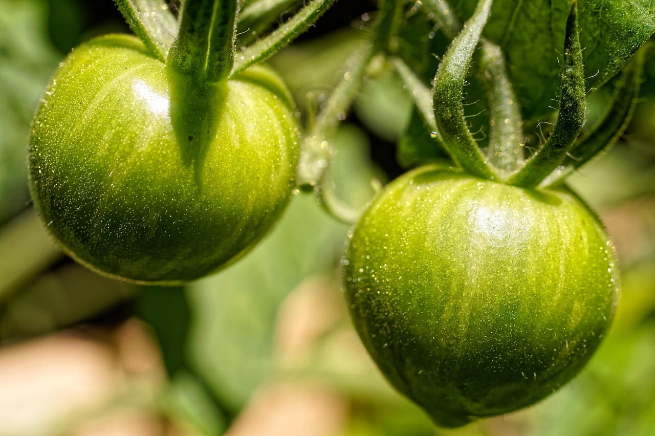 Bioestimulantes para Tomates en Colombia: Aumenta Producción