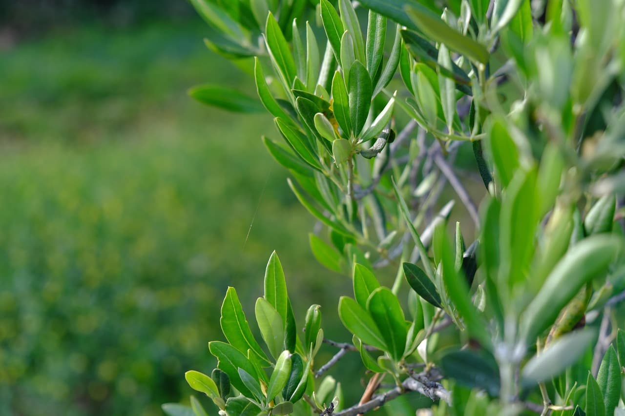 Efecto de Bioestimulantes en la Brotación del Olivo