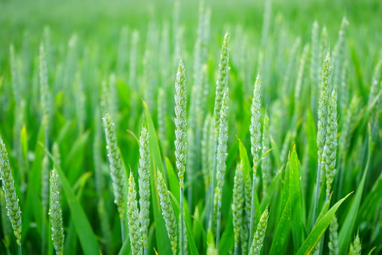 Estrategias para Implementar Agricultura Sostenible