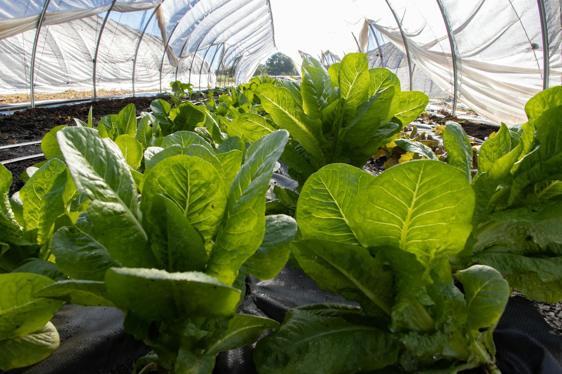 Fertilización Nitrogenada en Lechuga: Dosis y Aplicación