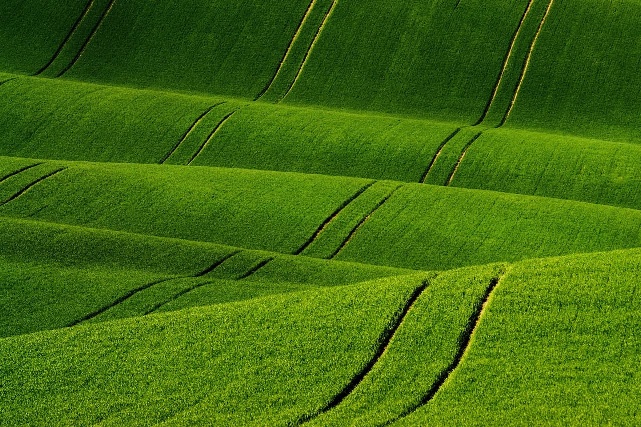 Fertilización Nitrogenada en Maíz: Dosis y Aplicación