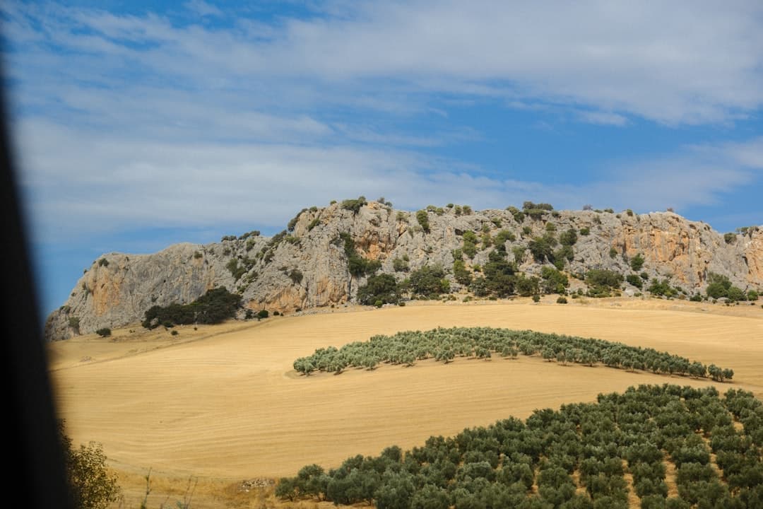 Fertilización Nitrogenada en Olivo: Dosis y Momento Clave