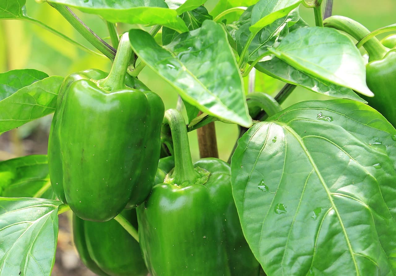 Fertilización Nitrogenada en Pimiento: Dosis y Aplicación